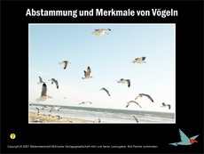 Voegel-Abstammung.pdf